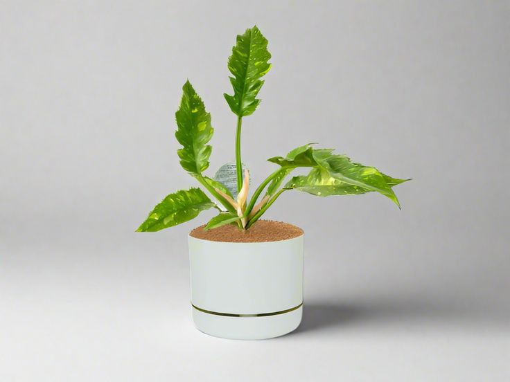 Philodendron Ring Of Fire Plant| Indoor Live Plant Pack Of 1