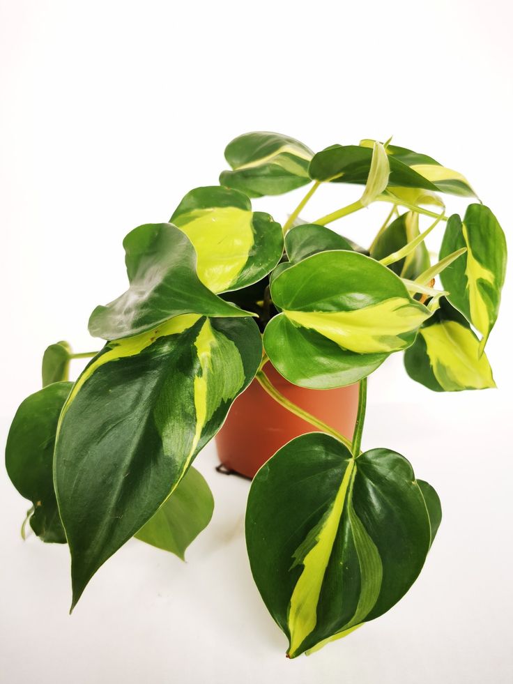 Philodendron Brasil Plant | Air Purifying Plant | 1 Live Plant