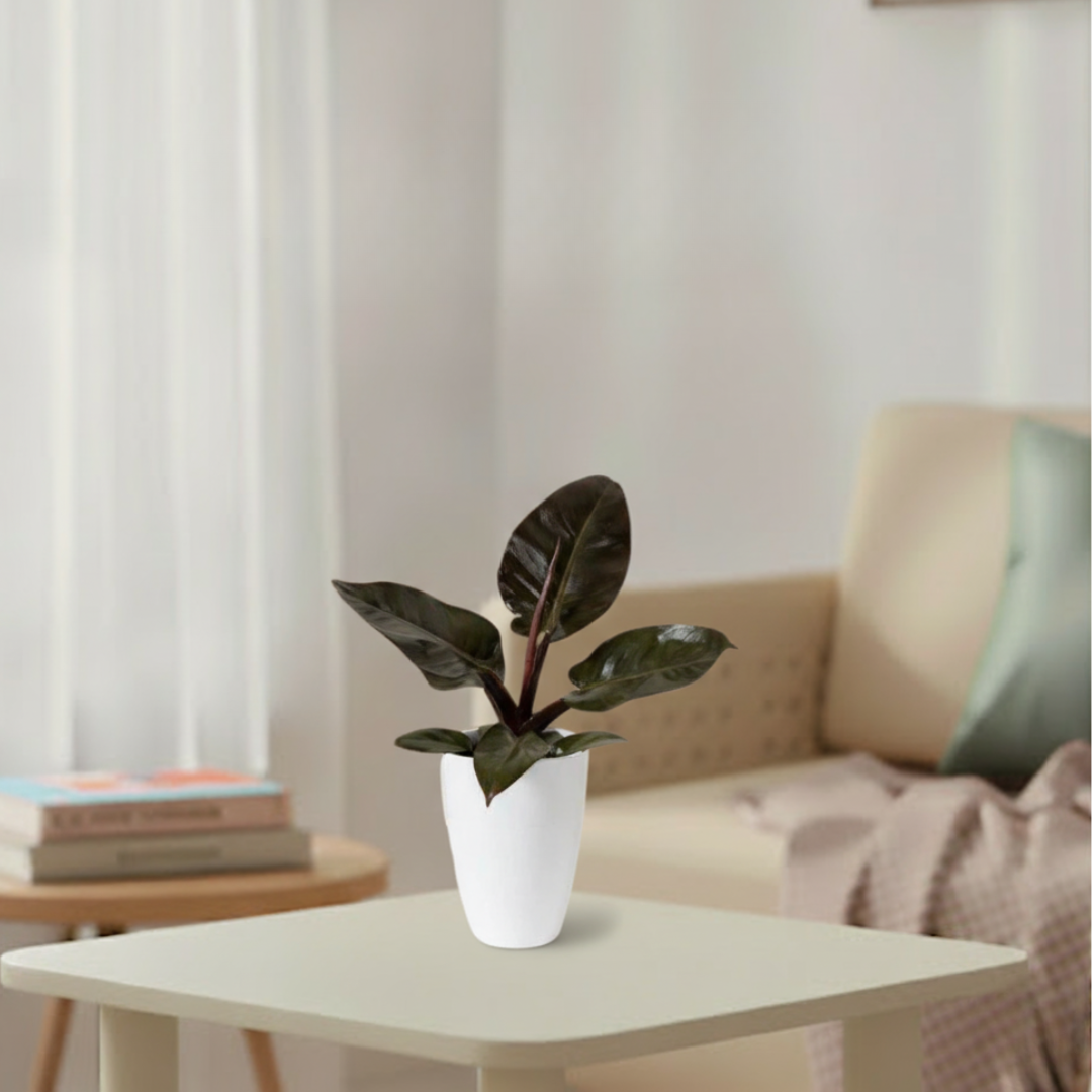 Philodendron Black Cardinal |l Live Indoor Plants |Low  Maintenance Plant Pack of 1 | Small