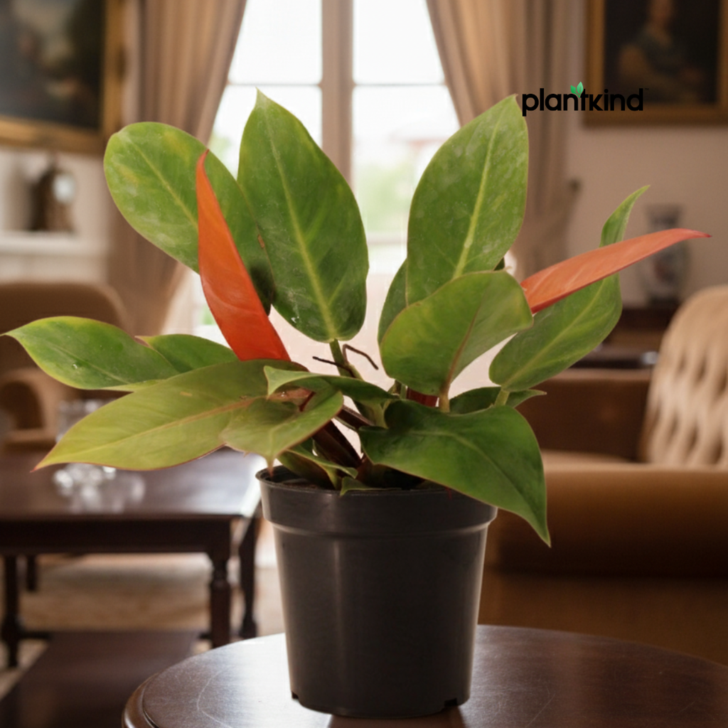 Philodendron Prince of Orange Plant |  Indoor Plant | Ornamental Plant | 1 Live Plant | Medium