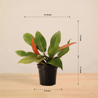 Philodendron Prince of Orange Plant |  Indoor Plant | Ornamental Plant | 1 Live Plant | Medium