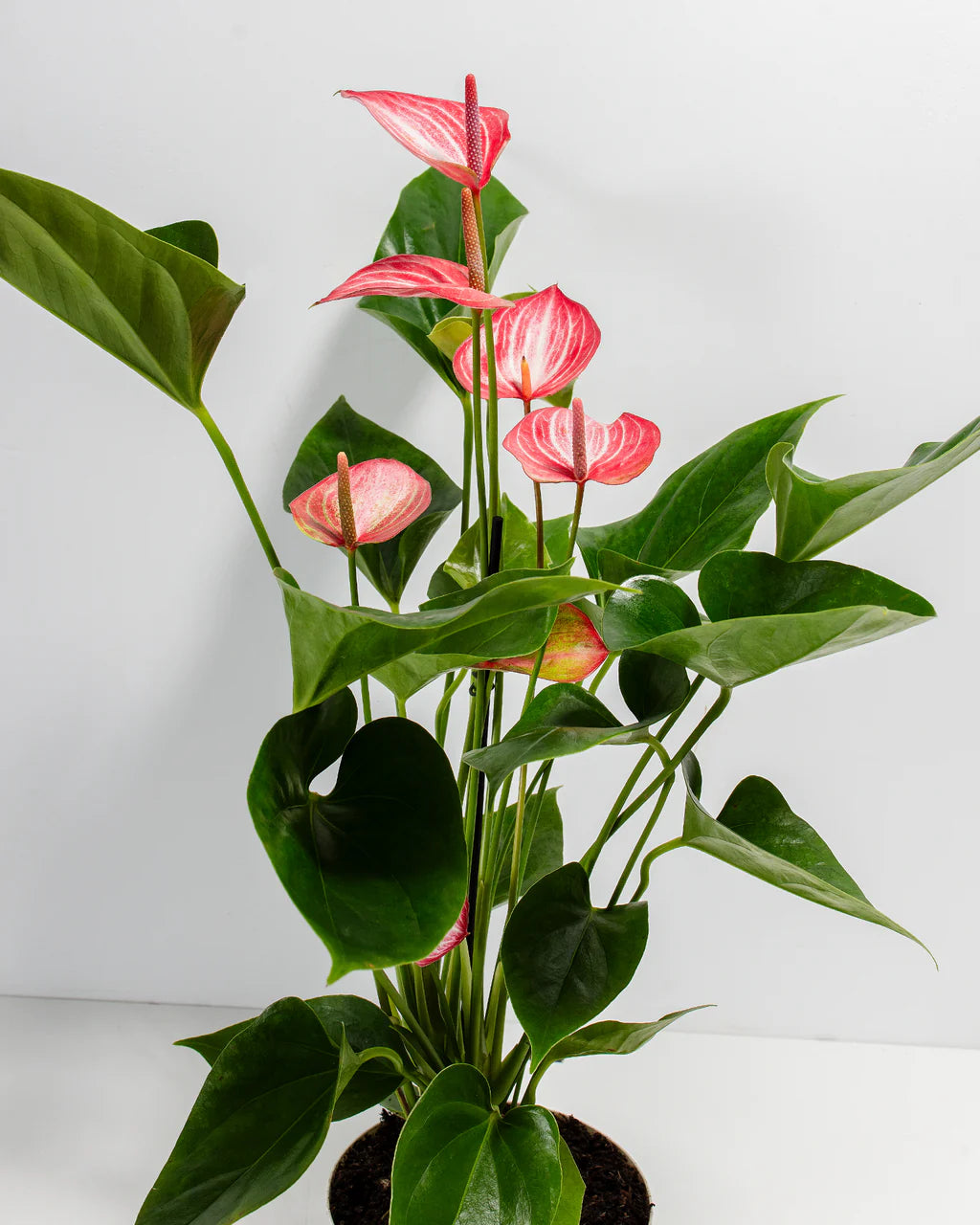 Anthurium Livium Plant | Flowering Plant |  1 Live Plant