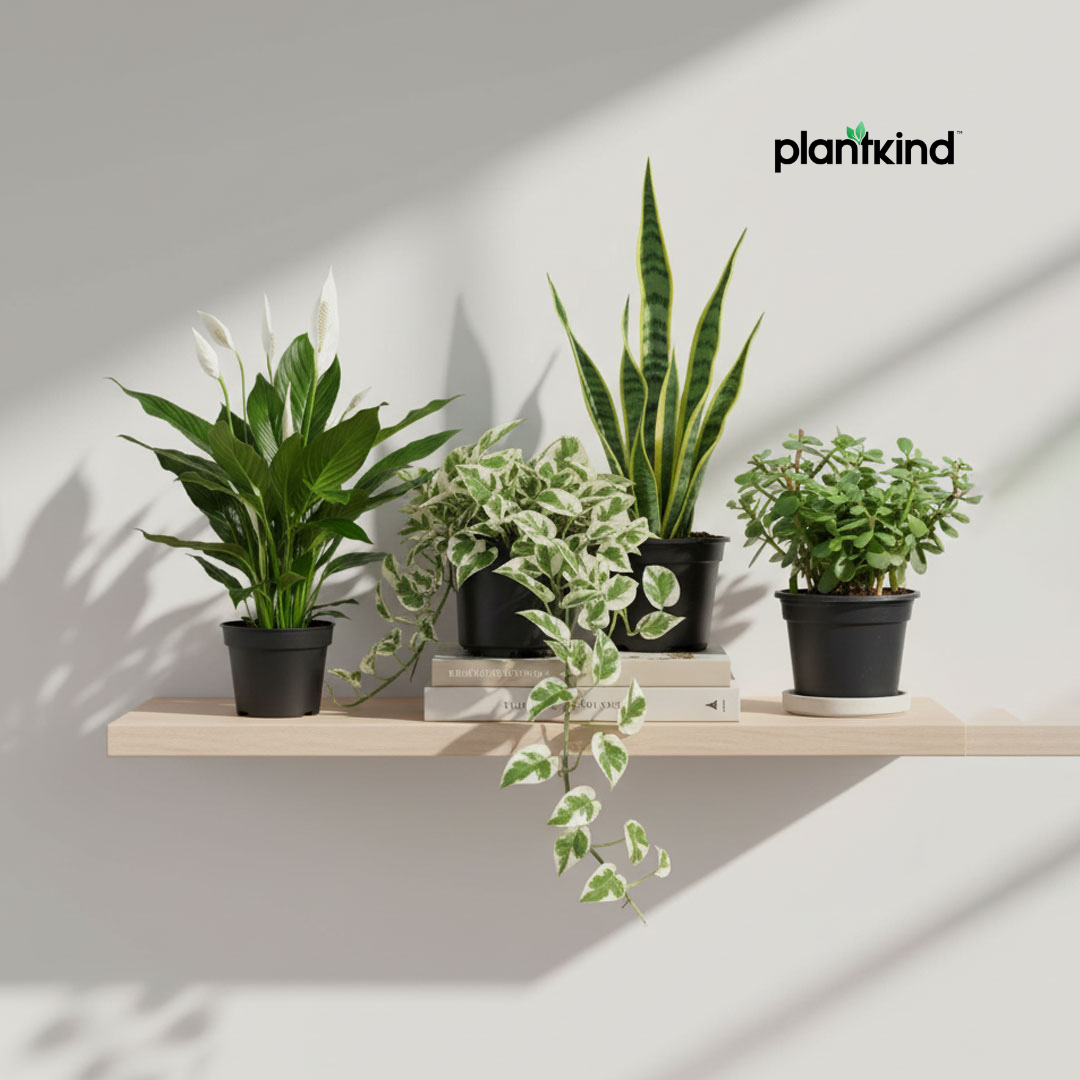 OxyVibe Combo |  Air Purifying Plants | Combo of 4 | Small