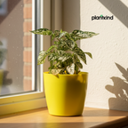 Polka Dot Plant (Green)| Foliage Plant | 1 Live Plant | Small