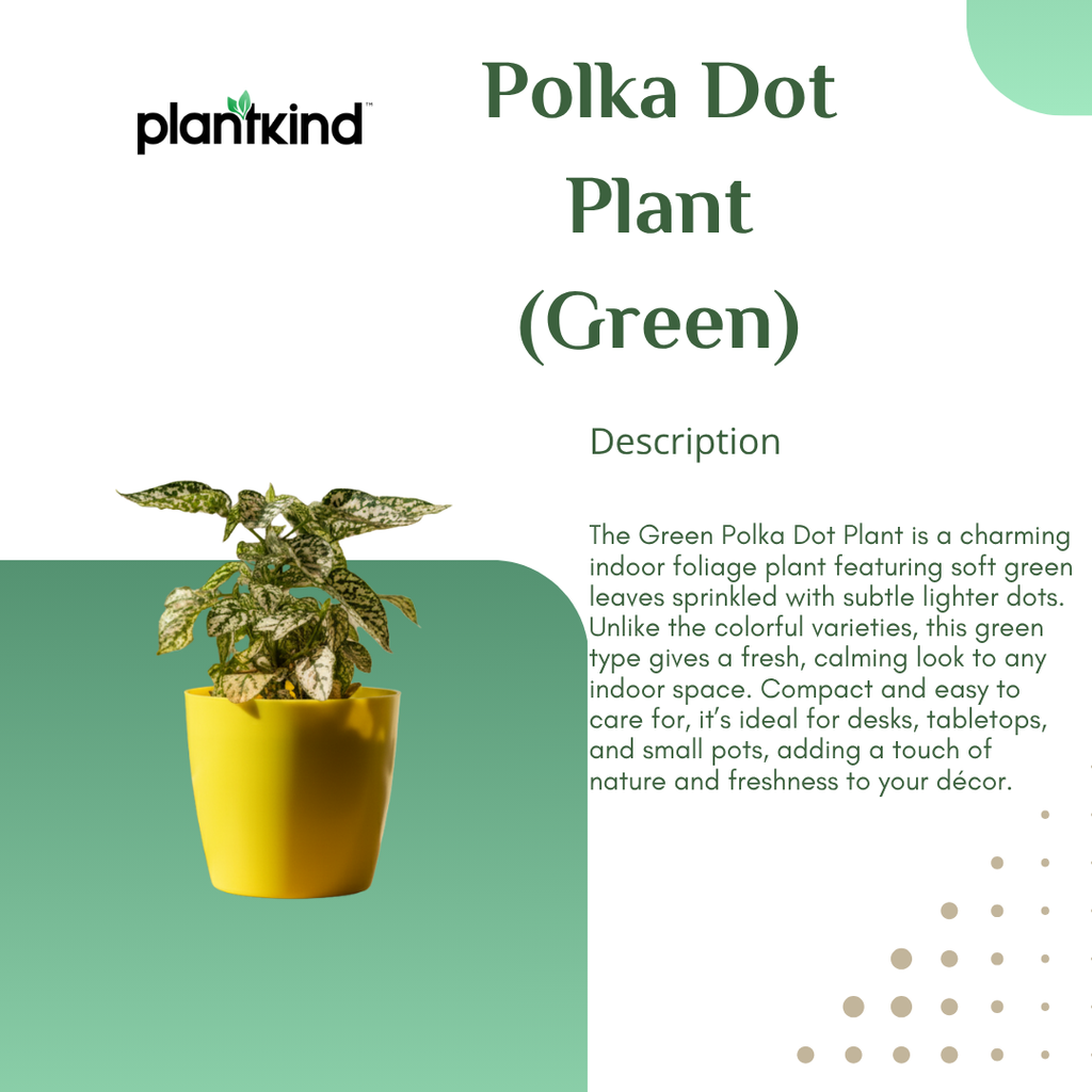 Polka Dot Plant (Green)| Foliage Plant | 1 Live Plant | Small