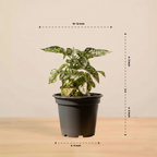 Polka Dot Plant (Green)| Foliage Plant | 1 Live Plant | Small