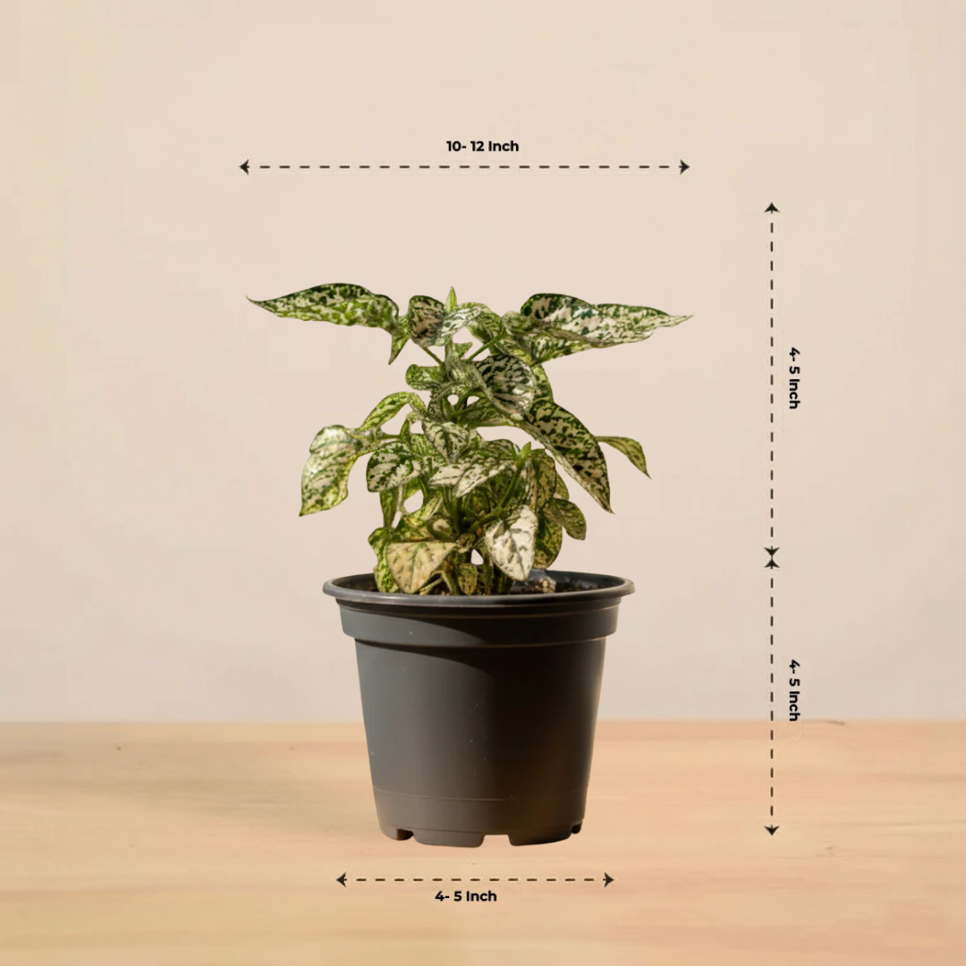 Polka Dot Plant (Green)| Foliage Plant | 1 Live Plant | Small