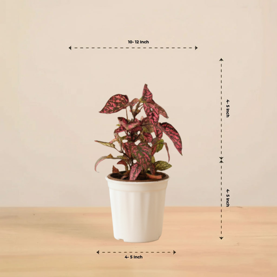 Polka Dot Plant( Red) | Foliage Plant | Outdoor Plant | Indoor Plant| 1 Live Plant | Small