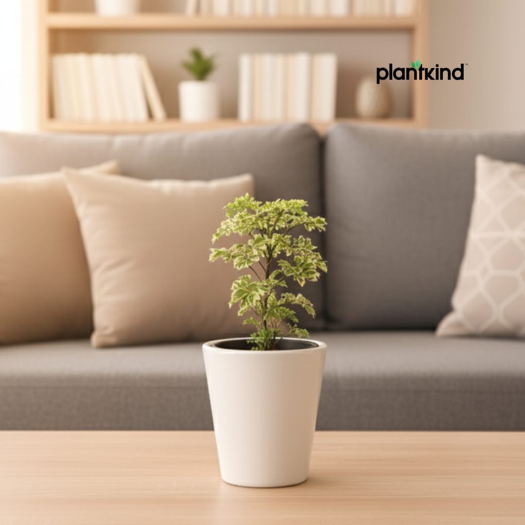 Ming Aralia Plant | Indoor Plant | 1 Live Plant | Small