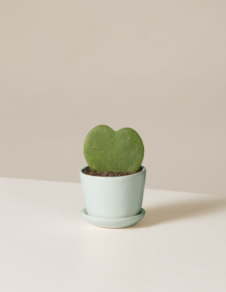 Heart Hoya Plant | Succulent Plant | Indoor Ornamental Plant | 1 Live Plant