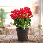 Kalanchoe Plant - Red