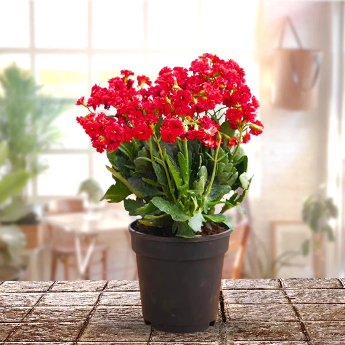 Kalanchoe Plant - Red