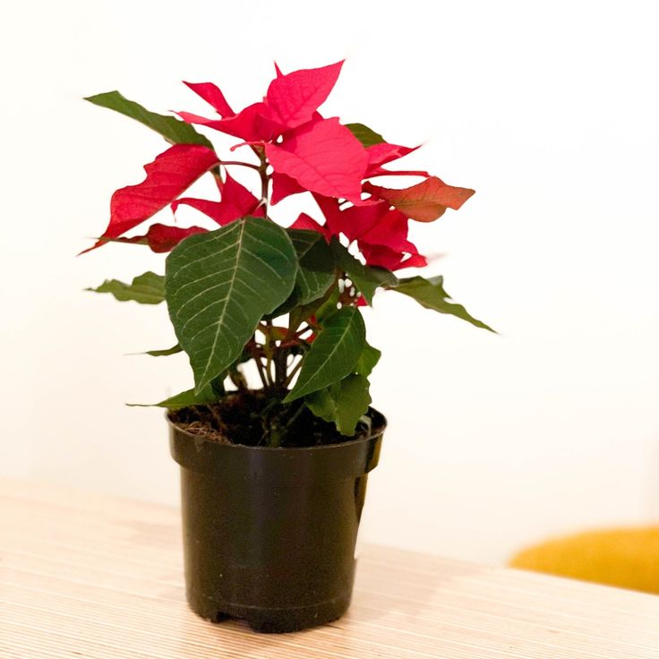 Poinsettia Red Plant | Flowering Plant |  1 Live Plant