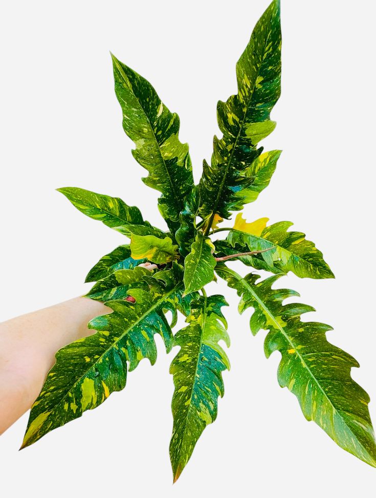 Philodendron Ring Of Fire Plant| Indoor Live Plant Pack Of 1