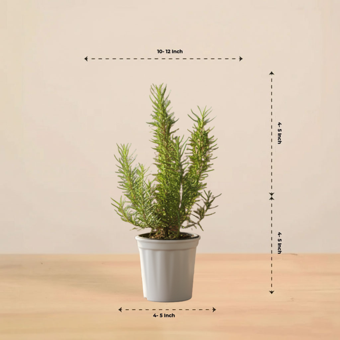 Rosemary Plant | Herb Plant |Medicinal And Aromatic Plant | 1 Live Plant | Small