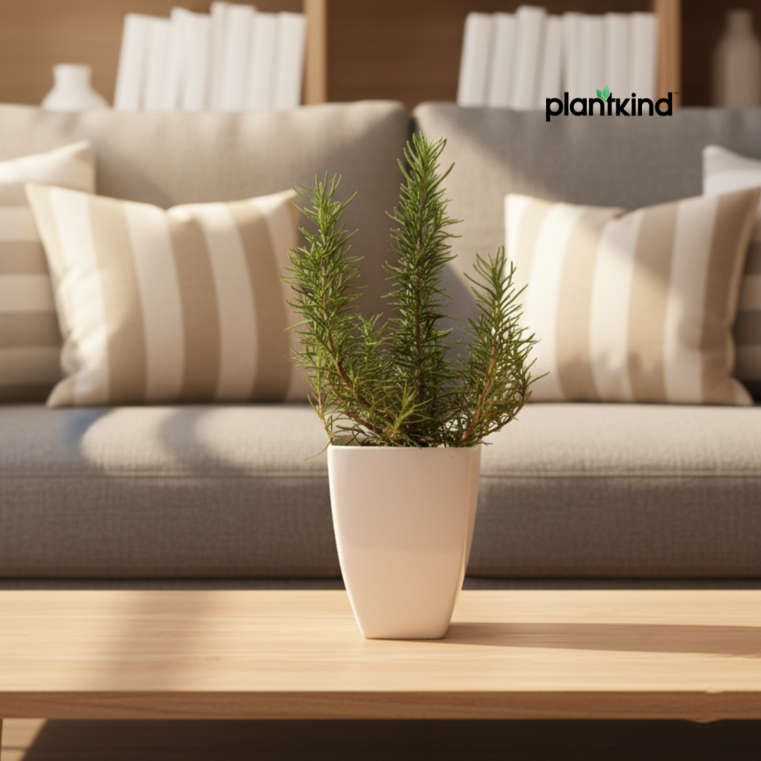 Rosemary Plant | Herb Plant |Medicinal And Aromatic Plant | 1 Live Plant | Small