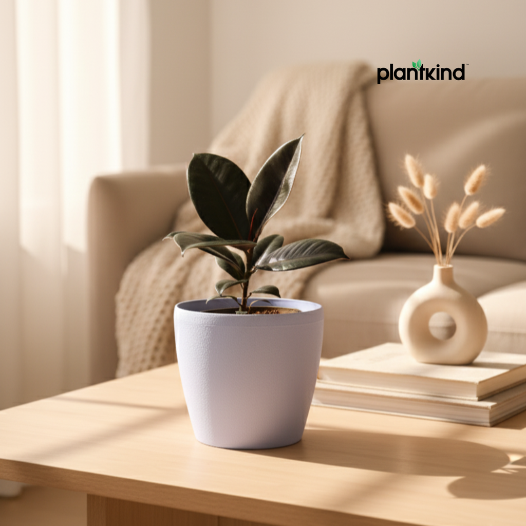 Rubber Plant| N-Black Rubber Plant | Plant for Indoor and outdoor | 1 Live Plant