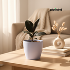 Rubber Plant| N-Black Rubber Plant | Plant for Indoor and outdoor | 1 Live Plant