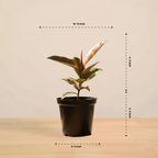 Rubber Plant Variegated | Indoor Plant | Outdoor Plant | 1 Live Plant | Small