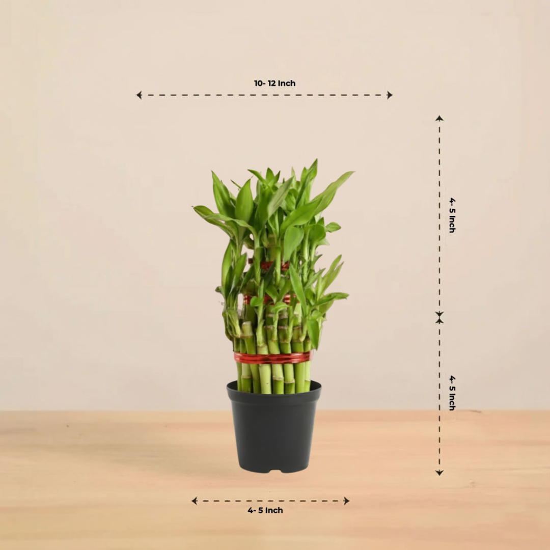 Lucky Bamboo Plant | 3 Layer – Bring Prosperity & Positive Vibes Home|Pack of 1 with Grow Pot
