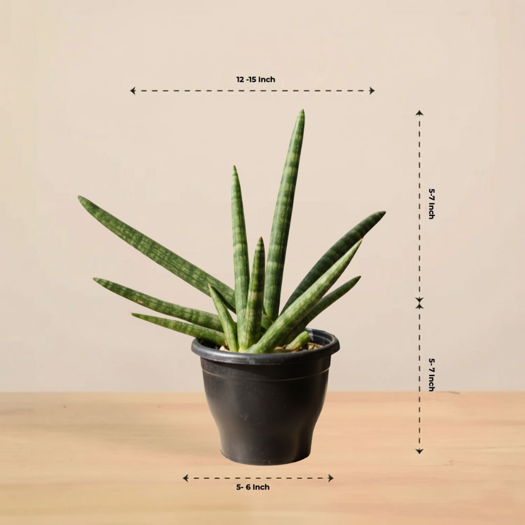 Sansevieria Cylindrica Boncel Plant | Indoor Plant |Air Purifying Plant |  1 Live Plant