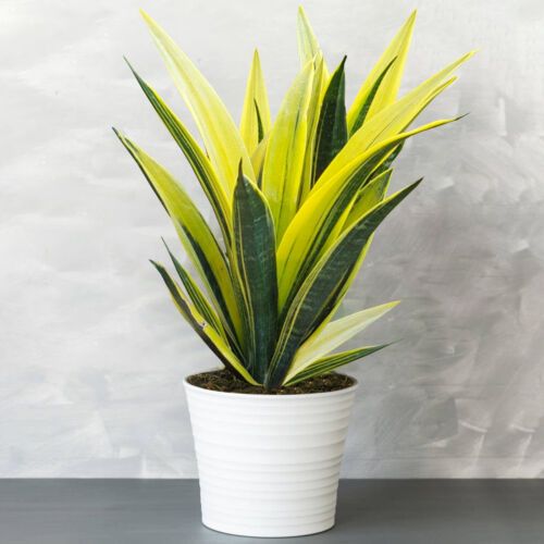 Sansevieria Variegated Golden|Live Plant |Easy to  Maintenance Pack of 1