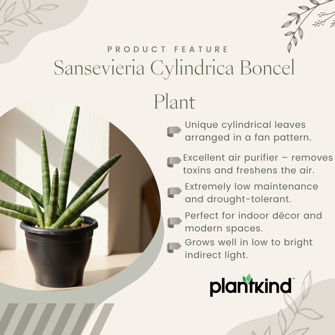 Sansevieria Cylindrica Boncel Plant | Indoor Plant |Air Purifying Plant |  1 Live Plant