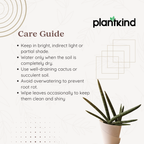 Sansevieria Cylindrica Boncel Plant | Indoor Plant |Air Purifying Plant |  1 Live Plant
