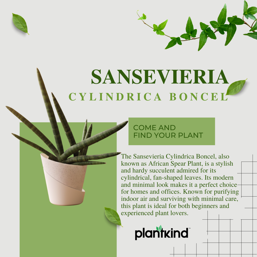 Sansevieria Cylindrica Boncel Plant | Indoor Plant |Air Purifying Plant |  1 Live Plant