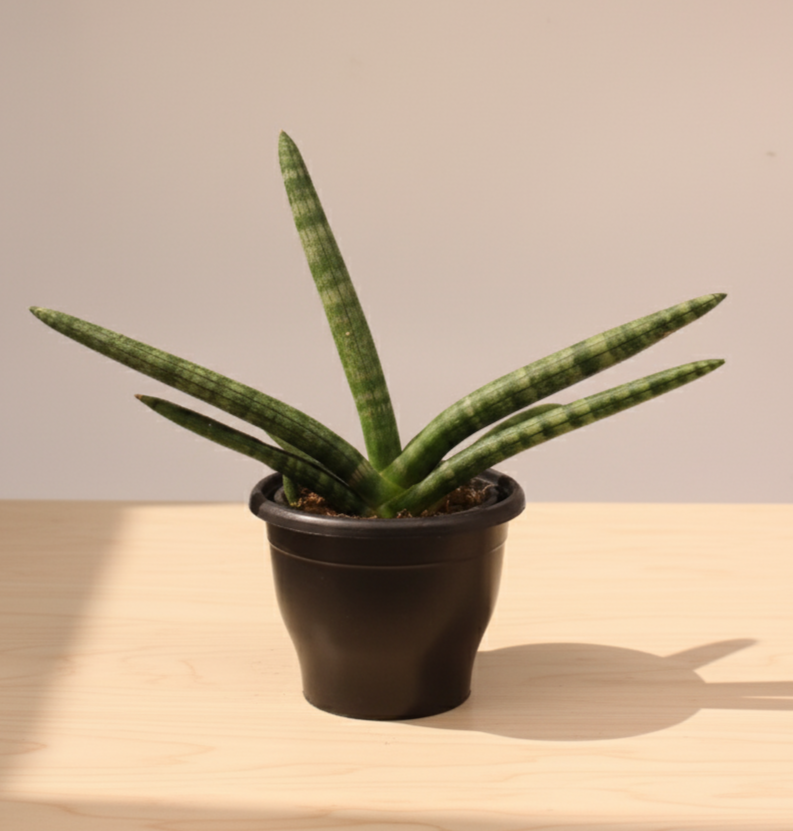 Sansevieria Cylindrica Boncel Plant | Indoor Plant |Air Purifying Plant |  1 Live Plant