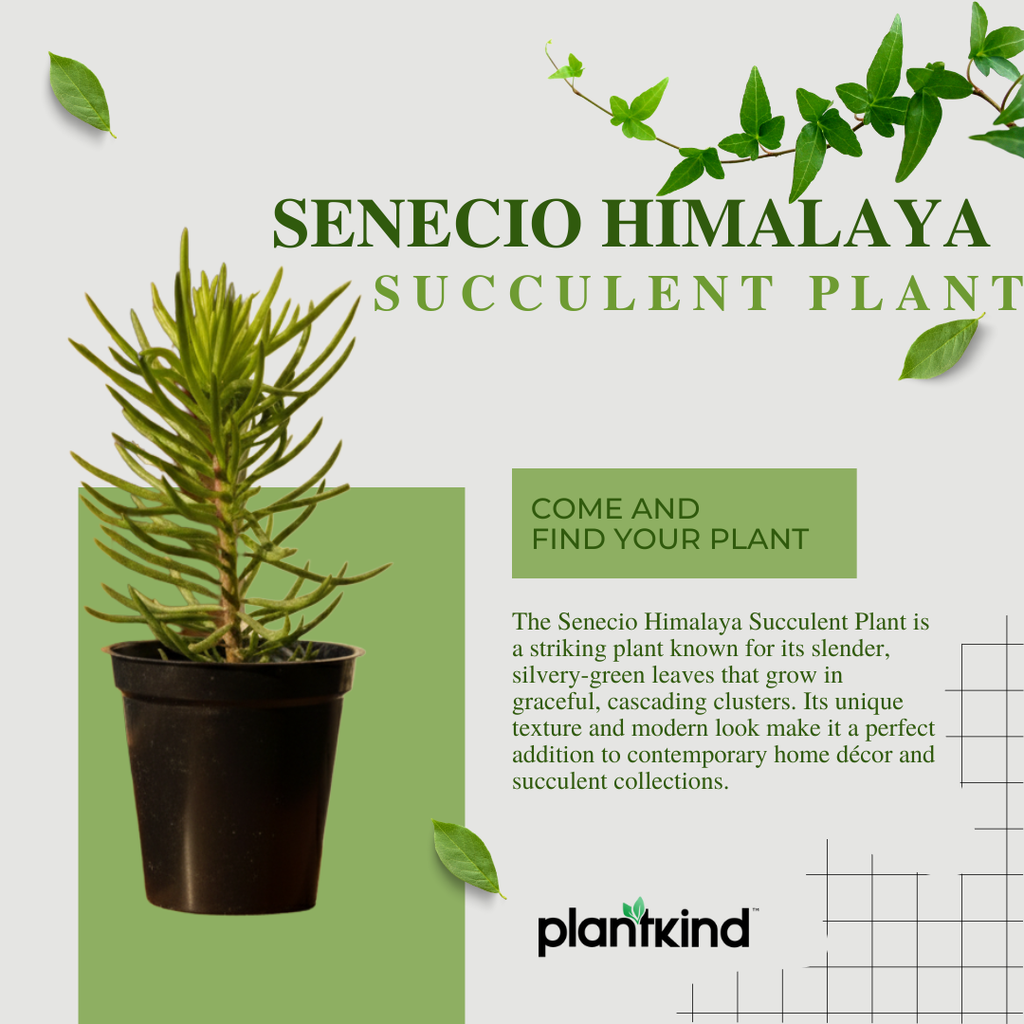 Senecio Himalaya Succulent Plant | Succulent Plant | Indoor Plant | 1 Live Plant