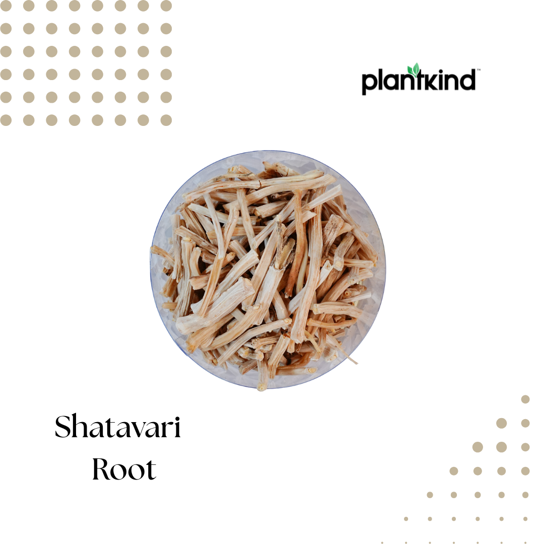 Shatavari Root Dry | Asparagus racemosus | Natural Herb | Pack of 1 | 150g