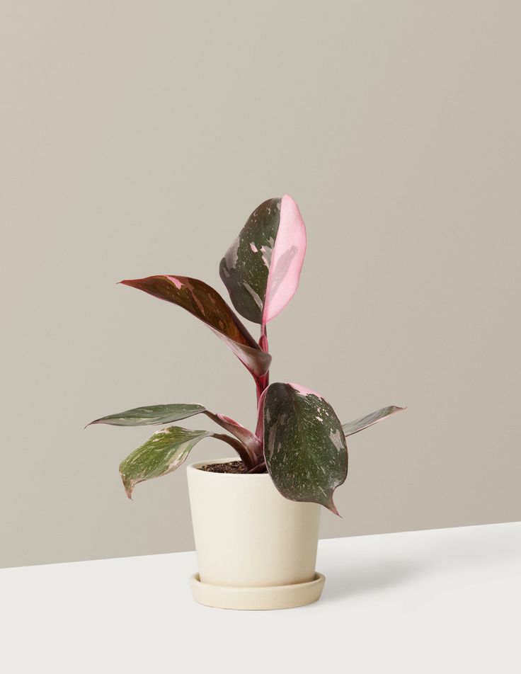 Philodendron Pink Princess| Pink Leaf Plant | Indoor Plants Pack Of 1
