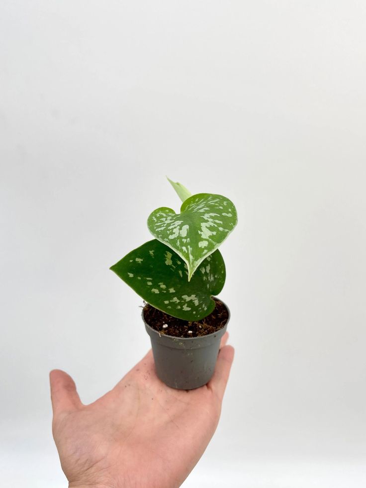 Money Plant  |Silver Pothos Live Plant |Indoor Plants