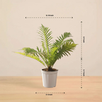 Silver Lady Fern Plant | Air Purifying Plant | Indoor Plant | Outdoor Plant | 1 Live Plant | Medium