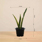 Snake Plant - Futura Superba | Air Purifying Plant | Indoor Plant | 1 Live Plant