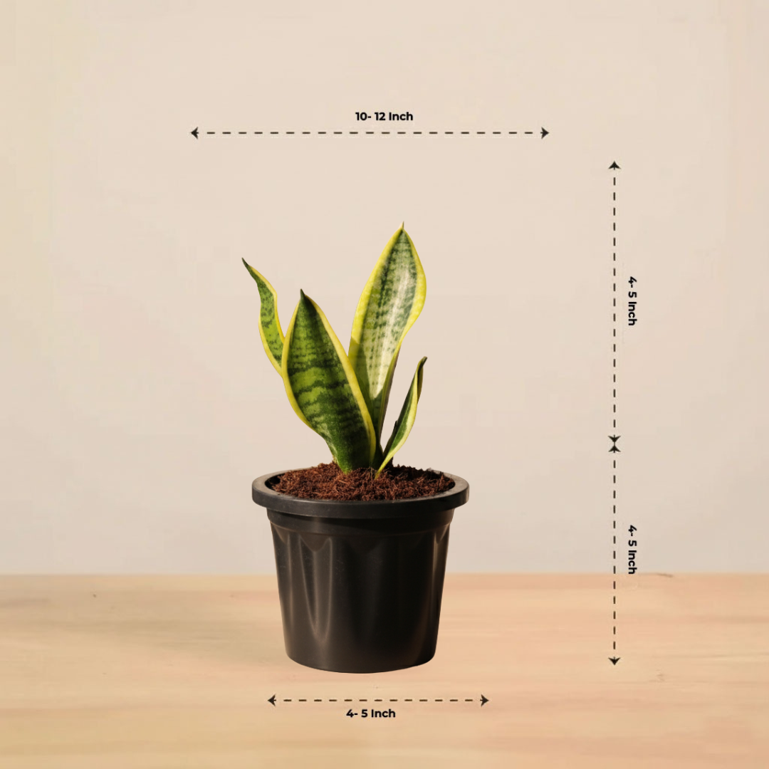 Snake Plant - Futura Superba | Air Purifying Plant | Indoor Plant | 1 Live Plant