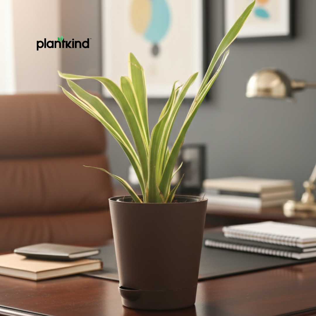 Chlorophytum Spider Plant |Low Maintenance Plant | Indoor Plant | 1 Live Plant | Medium