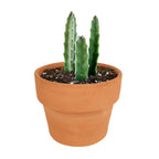 Cactus Plant - Elongated
