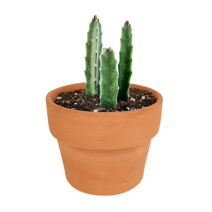 Cactus Plant - Elongated