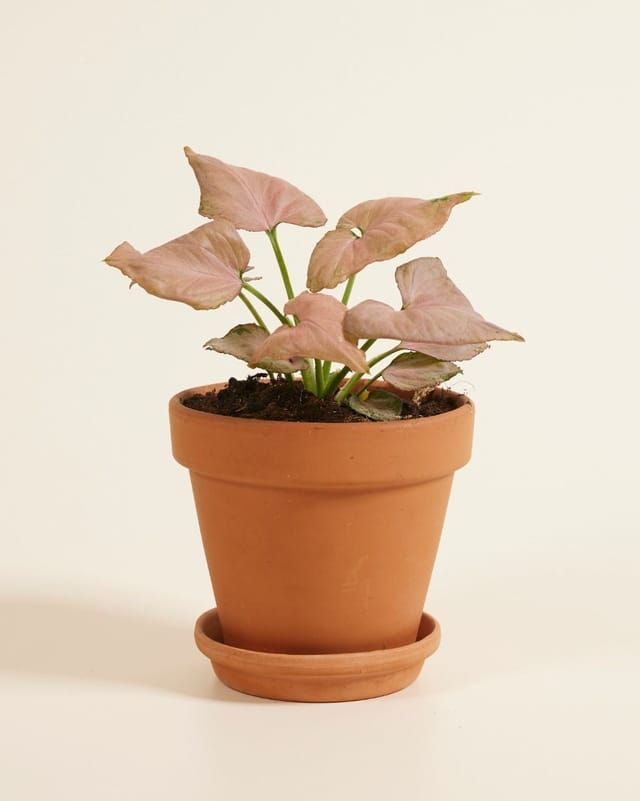 Syngonium Pink Plant | Indoor Ornamental Plant | 1 Live Plant