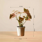 Syngonium Pink Plant | Indoor Ornamental Plant | 1 Live Plant | Small