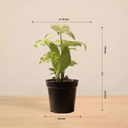 Syngonium Pixie Plant | Indoor Plant | Ornamental Plant | 1 Live Plant | Medium