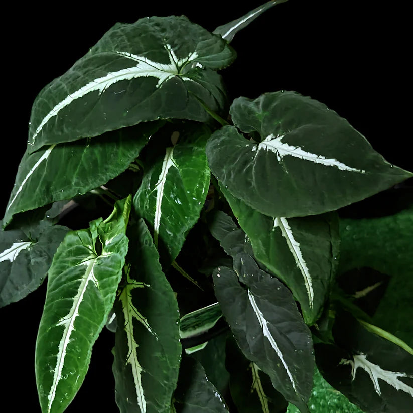 Syngonium Wendlandii| Indoor |outdoor Plants Pack of 1