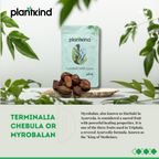 Harad | Terminalia Chebula | Natural Herb | Pack of 1 | 100g