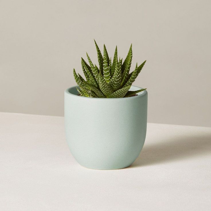 Zebra Haworthia Plant | Indoor Plant | 1 Live Plant