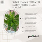 Silver Lady Fern Plant | Air Purifying Plant | Indoor Plant | Outdoor Plant | 1 Live Plant | Medium