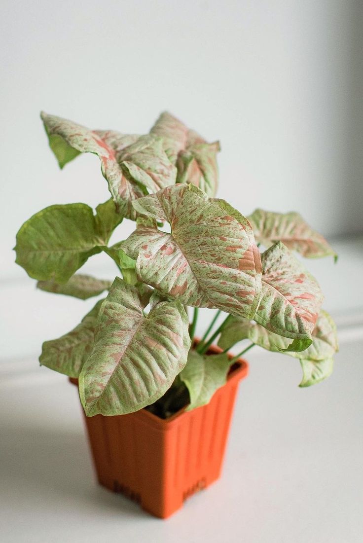 Syngonium Confetti Live Plant | Indoor Plant | Outdoor Plant | Cheerful and decorative touch to any space