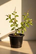 Plantkind Tulsi Plant | Ayurvedic Herbal Plant | 1 Live Plant