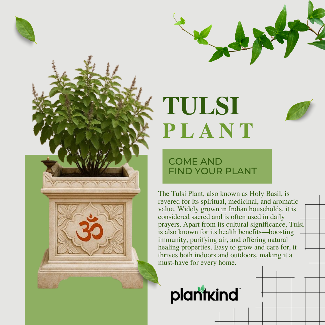 Plantkind Tulsi Plant | Ayurvedic Herbal Plant | 1 Live Plant